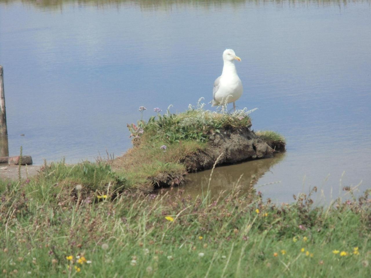 Haus-Halligblick-Ferienwohnung-Hamburger-Hallig Dagebüll Exteriör bild